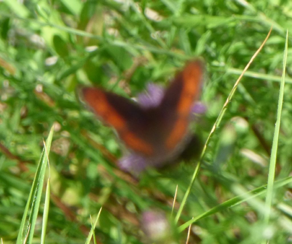 Erebie - cf. Erebia ligea